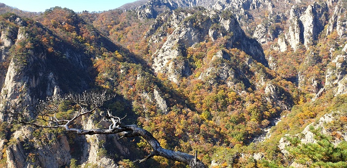 강원도 산림과학연구원에 따르면, 올해 여름이 길어지고 9월 하순까지 무더운 날씨가 이어지면서 설악산 철쭉 열매들은 미성숙 상태에서 일찍 낙과했다.